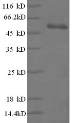 E.coli cry1Fb protein