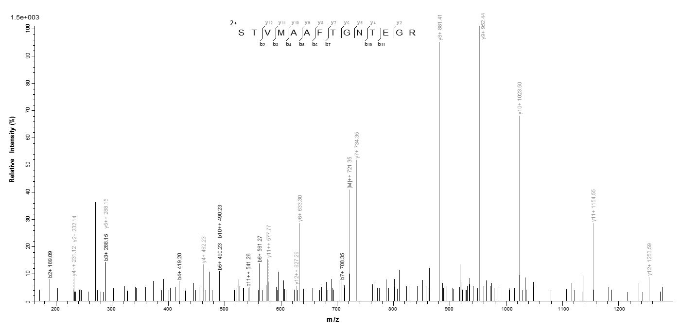 E.coli NP protein