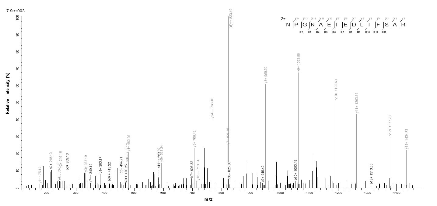 E.coli NP protein