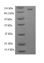 E. coli mutL protein