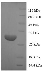 Human POU2AF1 protein