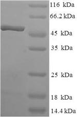 Human TCEA2 protein