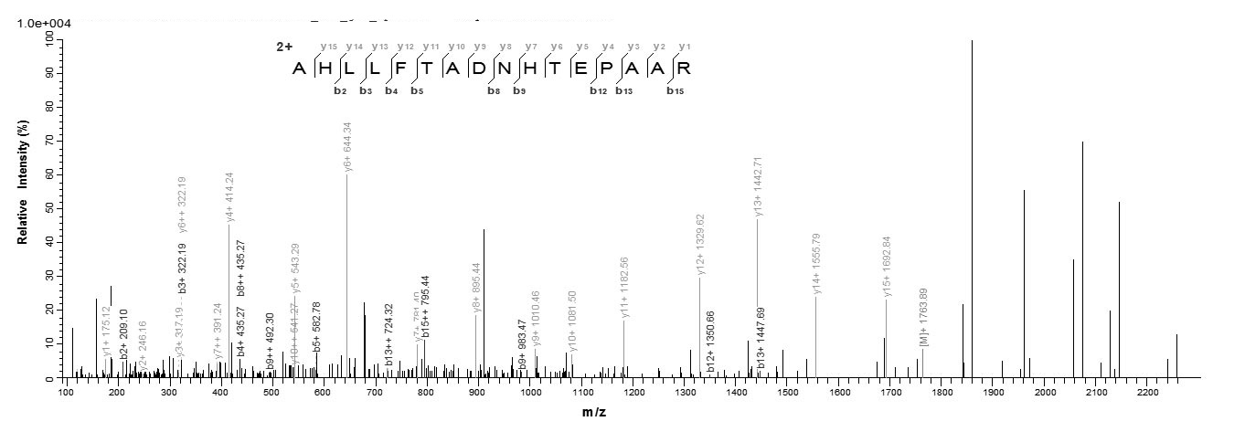Human IHH protein