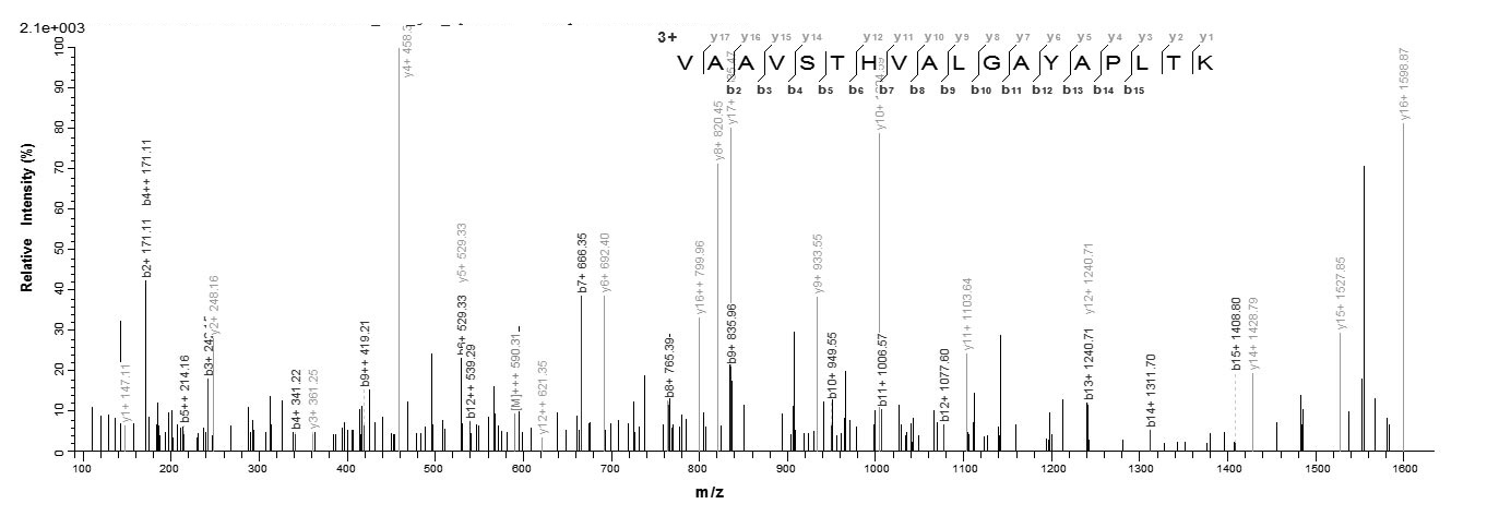 Human IHH protein