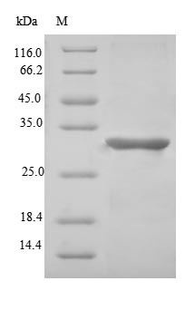 Human MFAP5 protein