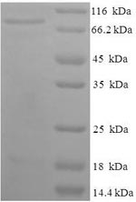 Human CRMP1 protein