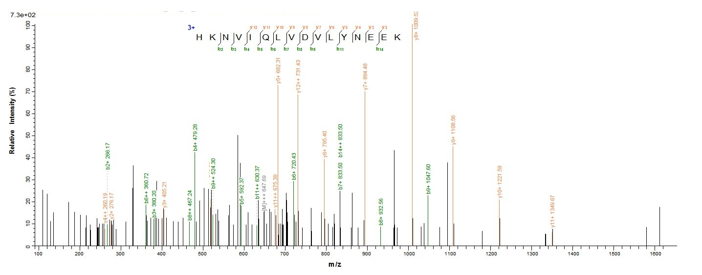 Human STK11 protein