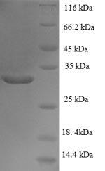 Human TAF12 protein