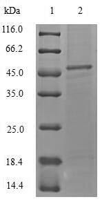 E.coli hly protein