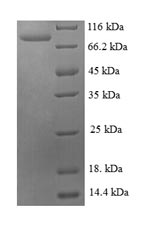 E.coli choA protein