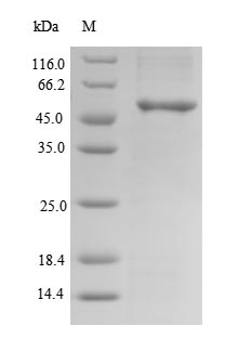 Human CLVS2 protein