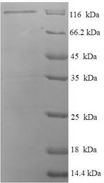 Rat Dlg3 protein