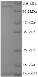 E.coli ORF2 protein