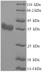 E.coli Arachin Ahy-3 protein
