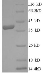Human LYPD6 protein