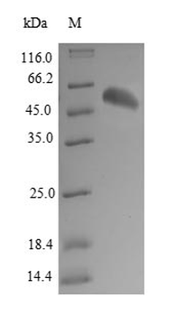 Human BPHL protein