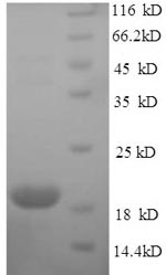 Mouse Ifne protein