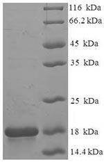 E.coli FXN protein