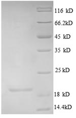 Human C4orf3 protein