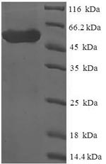 Human SCML4 protein