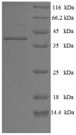 Human PLEKHB2 protein