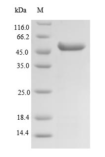 Human SUCLG2 protein