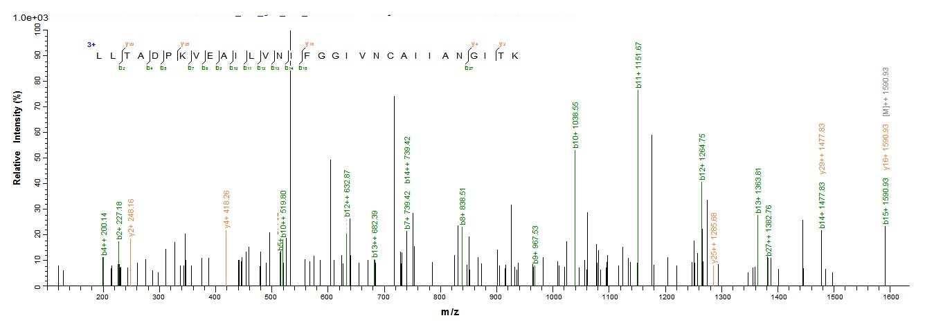 Human SUCLG2 protein