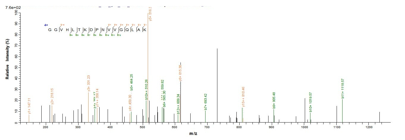 Human SUCLG2 protein