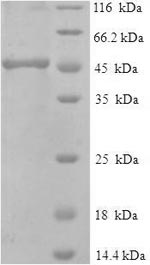 E.coli FCGRT protein