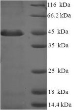 Human PSMF1 protein