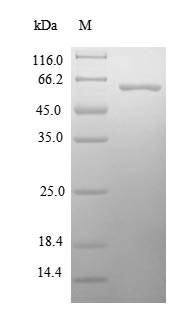 Human PNMA5 protein