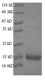 Mouse PLA2G12A protein
