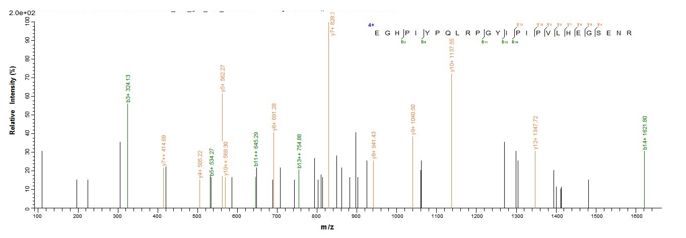 Mouse Bag3 protein