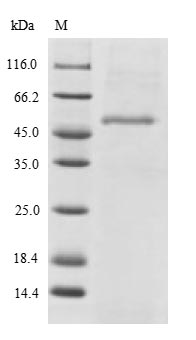 Human SH3GLB2 protein
