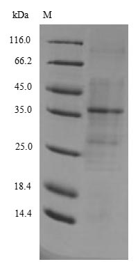 E.coli WRKY40 protein