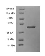 E.coli WRKY2 protein