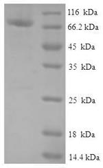 Human FAM114A2 protein