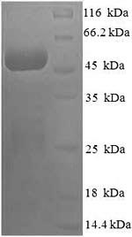 Human COPS7A protein