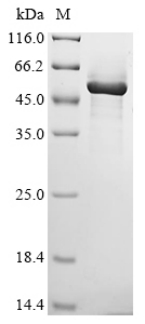 Human PISD protein