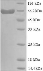 Human DLL3 protein