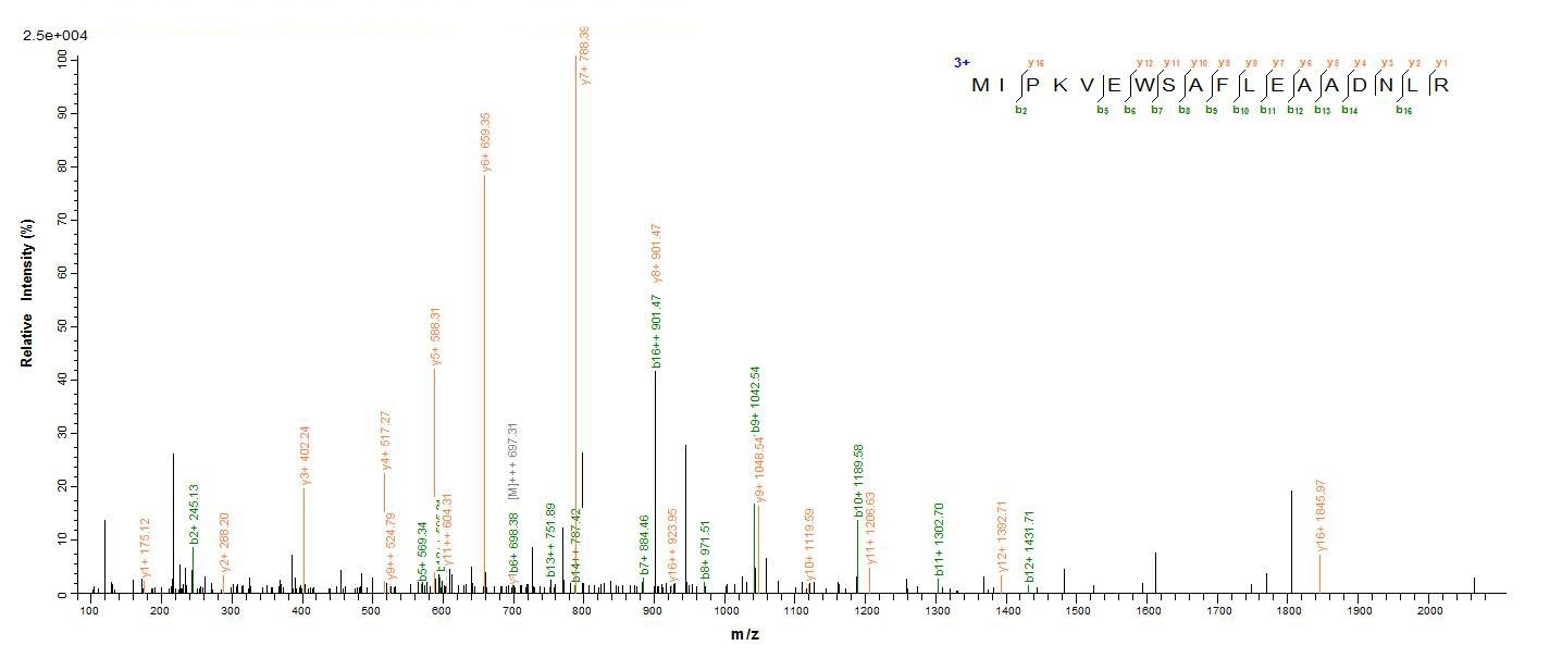 Human TRMT112 protein