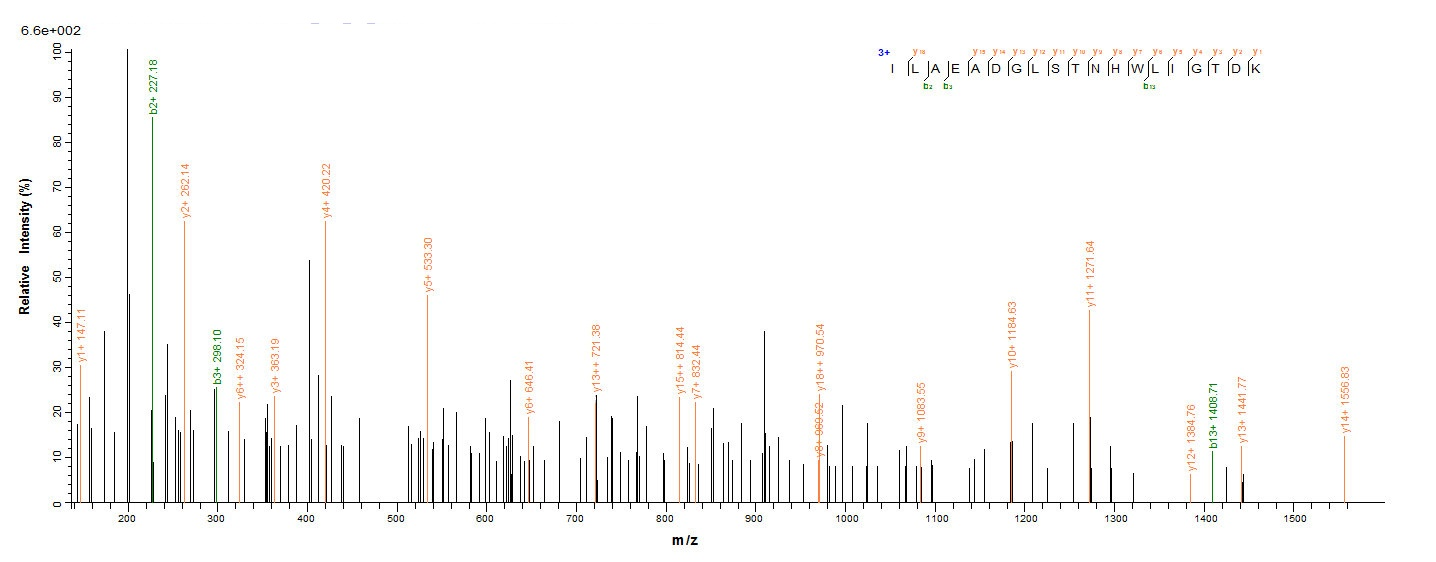 Human NAGK protein