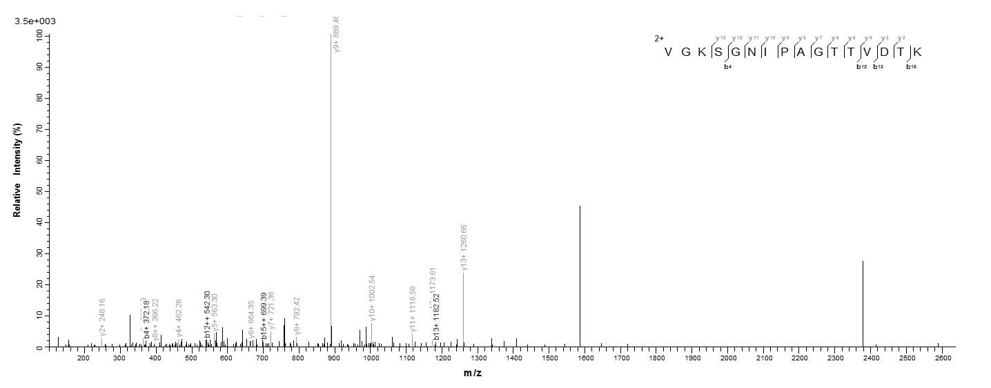 Human AGO2 Partial protein
