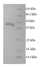 Drosophila pburs protein