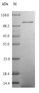 Human CCDC41 protein
