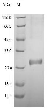Human DNMT3A protein