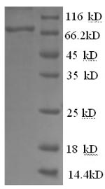 Human GPI protein