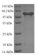 Human ANX6 protein