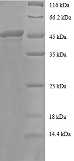 Human ARF2 protein