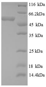 Human DAXX protein